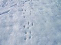Hasenspur im Schnee