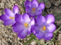 Frühling in Kobersdorf